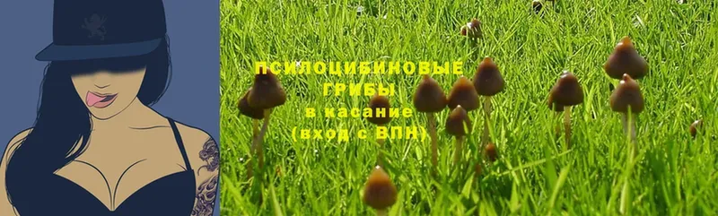 Галлюциногенные грибы Psilocybine cubensis  Кувшиново 